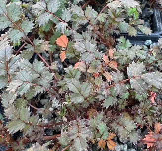 Acaena microphylla Copper Carpet